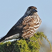 Spotted Nutcracker  "Nucifraga caryocatactes macrorhynchos"